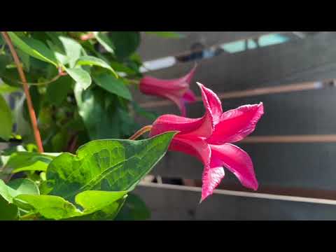 森のキキョウ 植物