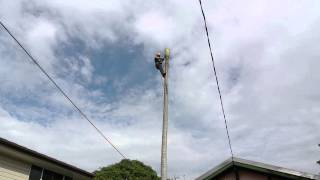 How a professional arborist cuts down a 80 foot/20 meter palm tree in 10 mins.