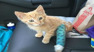 Mama Cat Brings Her Baby Up To A Couple  But When They Look Closely, They See it