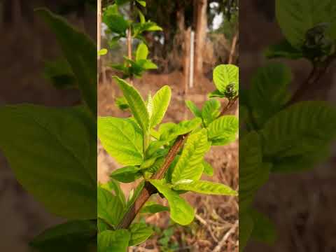 eklavya nature videography ..@eklavynature