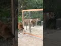 Gaon Ka Comedy Cock Funny Dog