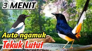 Download lagu Masteran Murai Batu Terapi Alam Liar Sungai Dalam Hutan – Full Variasi Gacor mp3