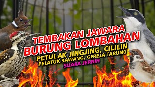 Download lagu MASTERAN JAWARA BURUNG LOMBAHAN PELATUK BAWANG PETULAK JINGJING GEREJA TARUNG CILILIN SUARA JERNIH mp3