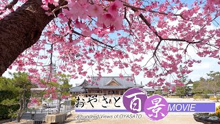 「春到来－アタミザクラ－」『おやさと百景』(74)