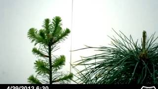 Tree Growth Strategies: Douglas Fir and Western White Pine Greenhouse