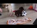Miniature Dachshund dogs for sale: Robin - Video 1