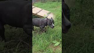 Video preview image #1 American Bulldog-Unknown Mix Puppy For Sale in Jackson, MS, USA