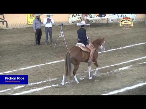 Caladero pre futurity Tequila Hacienda Vieja