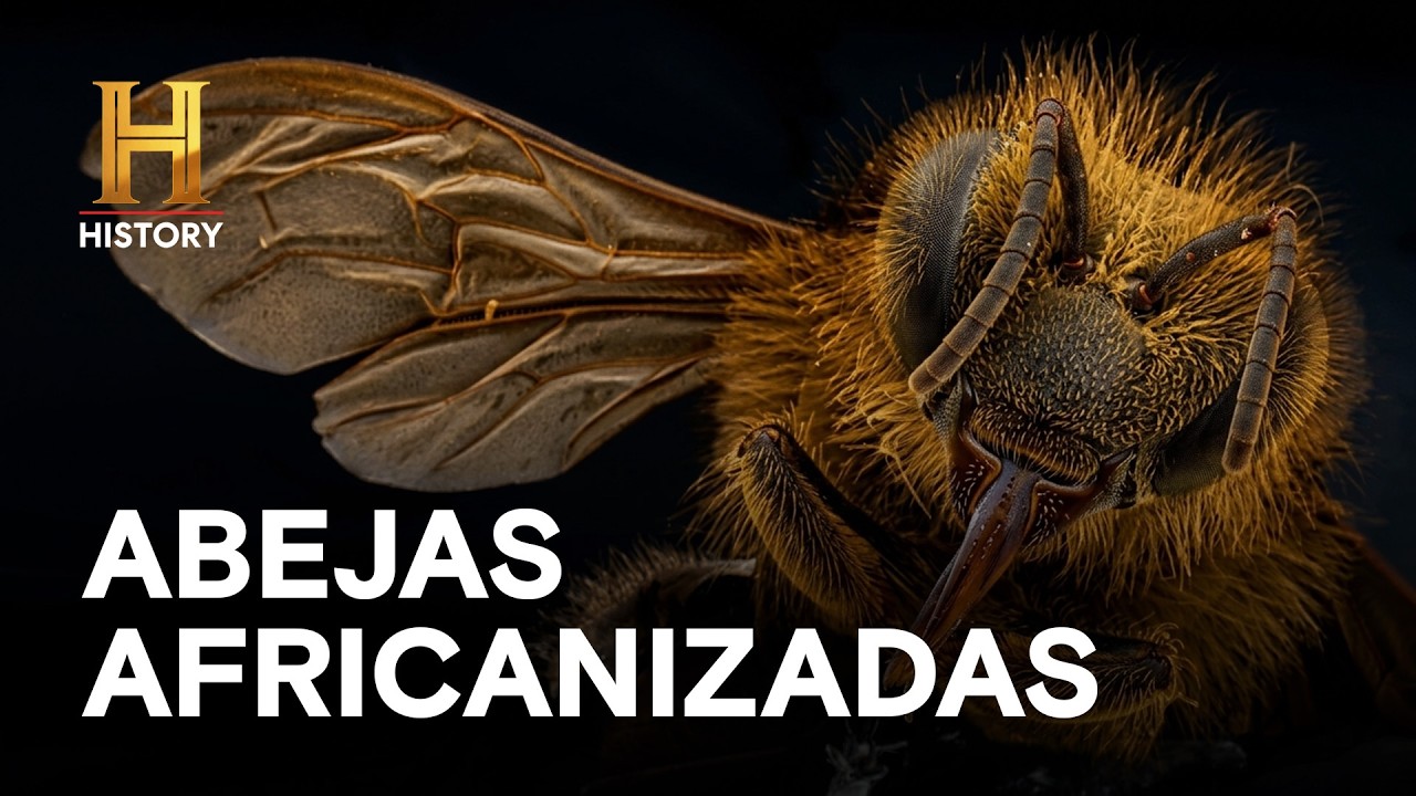 ABEJAS AFRICANIZADAS MONSTERQUEST #62 GIANT KILLER BEES