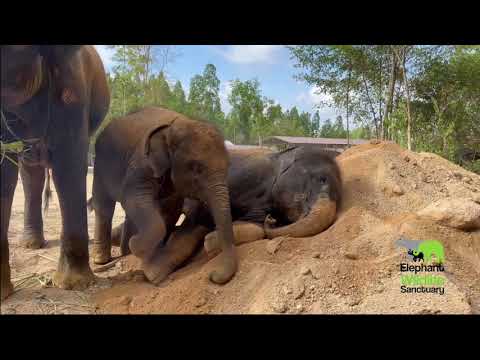 Elephant Wildlife Sanctuary Phuket : Little Elephants Playing Sand