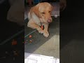 Rugged Dog Tamil Youtube Trending Funny Comedy Funny Dog