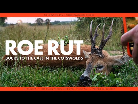 ROE RUT 25: Rehbockpirsch in den Cotswolds