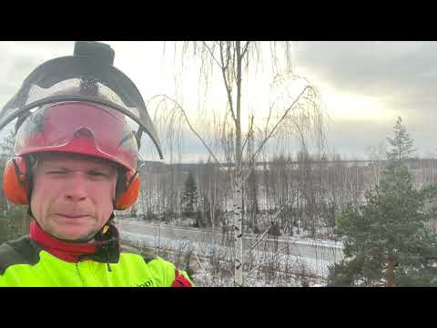 Ei mittää järkee,sormettii ihan jäässä🥶😱.Lumberjack And Freezing Wind. ECHO 2511 / HUSQVARNA 572xp