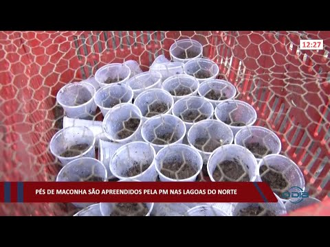 Pés de maconha são apreendidos pela PM nas Lagoas do Norte 11 03 2022