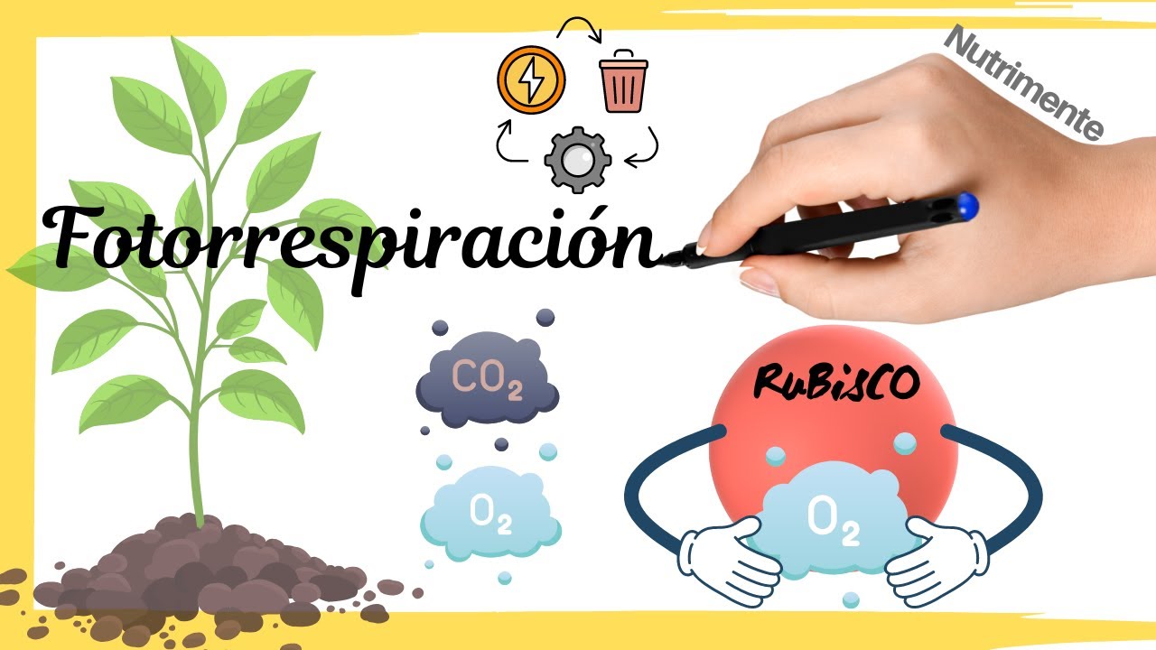 La Fotorrespiración
