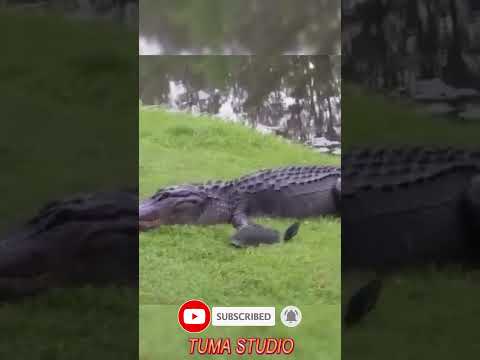 Tuma’s Close Call | Escaping the Crocodile’s Jaws