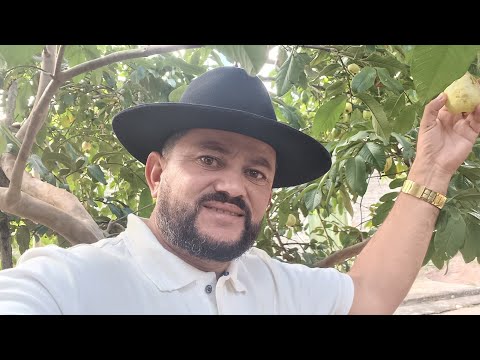 Vendo barato essa chácara rica em frutas 120 mil 8799102 3154 