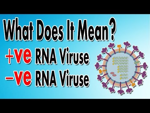 What We Mean By Positive & Negative RNA Viruses