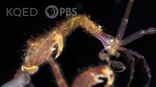 Skeleton Shrimp Use 18 Appendages to Feed, Fight and ... Frolic | Deep Look