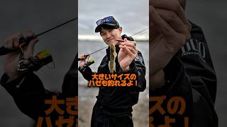 ハゼクラやってみませんか？ハゼってルアーで釣れるんです！