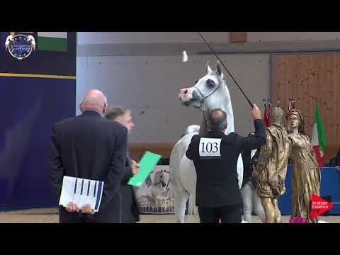 N 103 PICCADILLY   European Championship 2019   4 6 Years Old Stallions Class 13