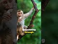 Monkey Business: A Peek into the Primate World #brainfacts  #trendingshorts #funny #brainscience