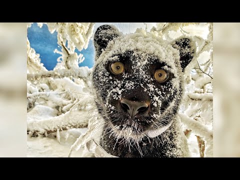We returned to the magical forest with Luna the panther 😍(ENG SUB)
