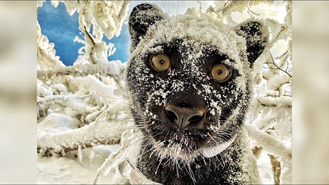 We returned to the magical forest with Luna the panther 😍(ENG SUB)