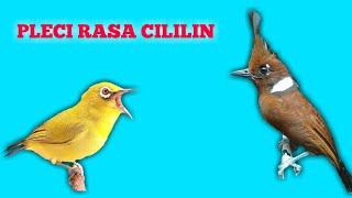 Download lagu pleci tembakan cililin panjang | masteran pleci tembakan cililin mp3