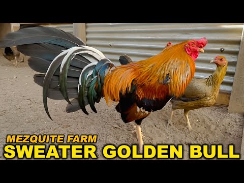 Sweater Golden Albany Kelso MEZQUITE FARM Jalisco  Mexico