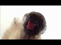 Pug Licking Screen