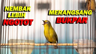 Download lagu PANCINGAN PLECI NEMBAK LEBIH NGOTOT MERANGSANG BUKPAR mp3