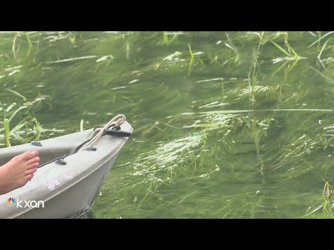 Wild rice along San Marcos River takes off during pandemic