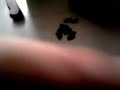 говорун 4