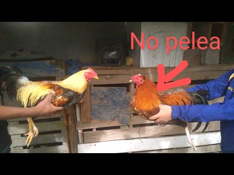porque tus gallos no pelean 🐓