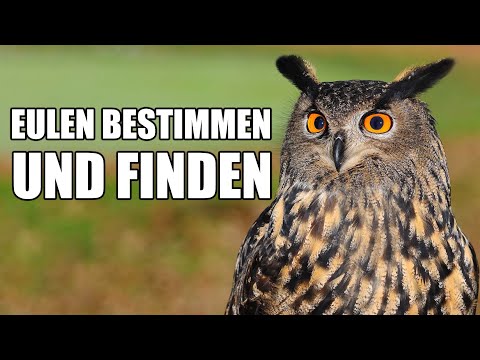 Häufige Eulen und wie man sie findet (Vogelstimmen lernen)