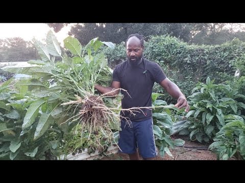 Things to Do to Grow Callaloo Successfully