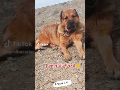 #turkyis #kangal #dog