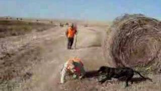 preview picture of video 'Hay bale rolling Olympics. Grenora, ND'