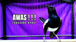 Download lagu PANCINGAN KACER TERBAIK bikin Semua Jenis Kacer LANGSUNG KONSLET, Terapi Kacer Agar GACOR NGEPLONG mp3 Download lagu PANCINGAN KACER TERBAIK bikin Semua Jenis Kacer LANGSUNG KONSLET, Terapi Kacer Agar GACOR NGEPLONG mp3