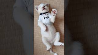 実写版獅白ぼたん #獅白ぼたん  #shishirobotan   #aianimation