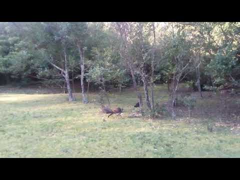 Lyrebird trio Australia (part 2)