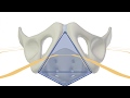 3D Tour Of The Perineum