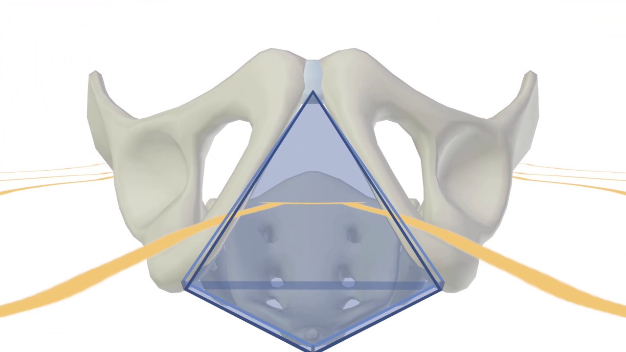 3D Tour of the Perineum