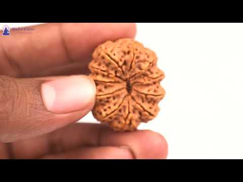 Rudraksha Product Image