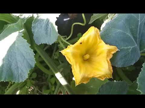 কুমড়া জাতীয় ফসলের মাছি পোকা দমনে সেক্স ফেরোমোন ট্র্যাপঃ নিরাপদ ফসল উৎপাদন কৌশল