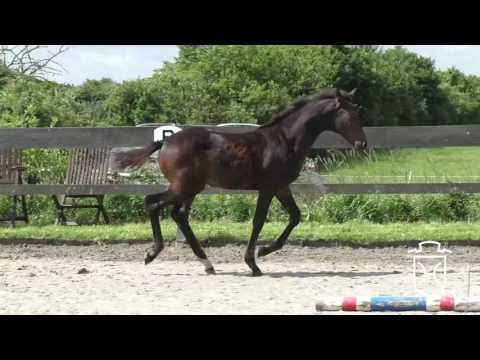 SL061 Hengstfohlen von Casall - Lux Z - Chambertin