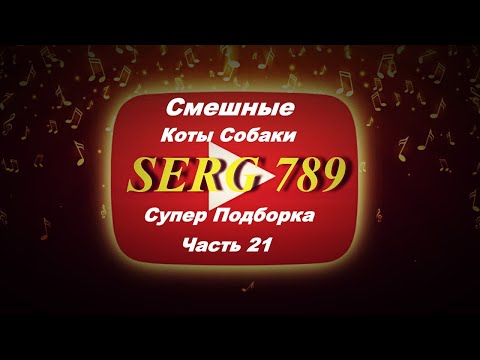 🔴Смешные Коты Собаки (Часть 21)✅ 🙂 👍 🐱 🐶