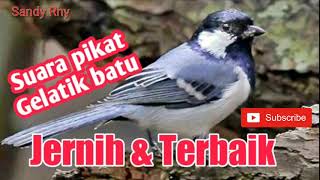 Download lagu Suara jernih pikat Gelatik Baru terbaik mp3 Download lagu Suara jernih pikat Gelatik Baru terbaik mp3