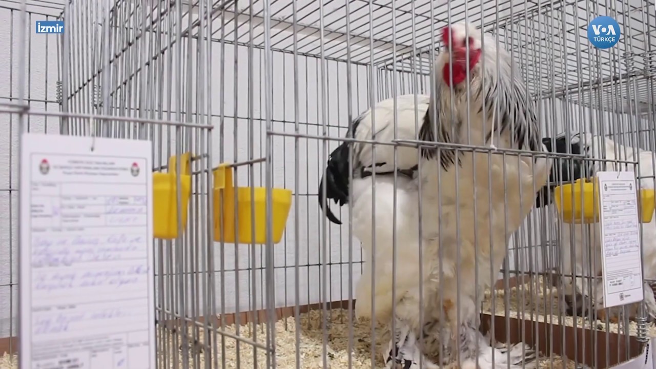 Süs Tavuklarının Güzellik Yarışı